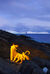 Eni Lightgrafitti 4